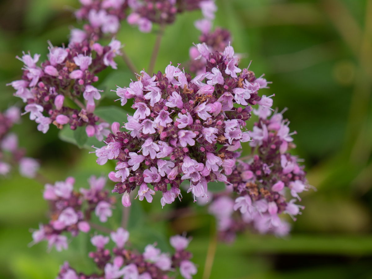 Origanum Vulgare Echter Dost Wilder Majoran Peter Pauls Blog