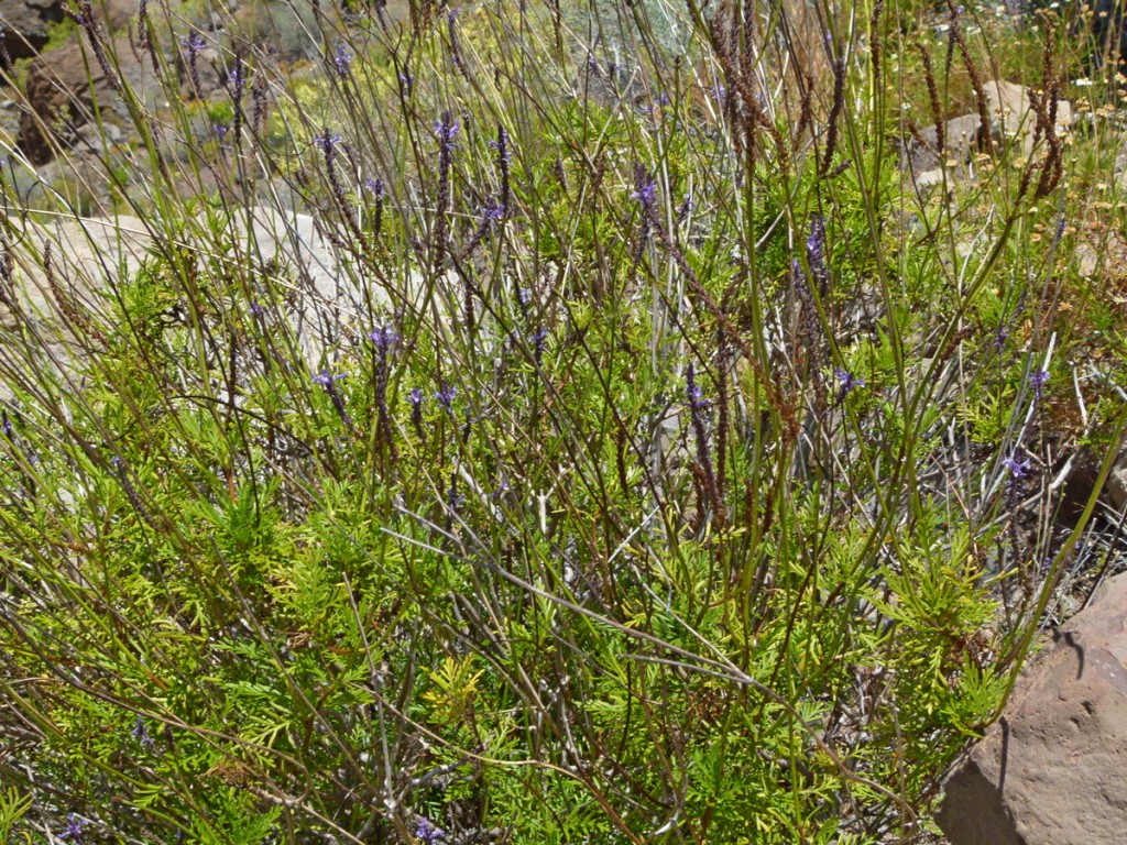 2014-04-29_0084Lavendula multifida