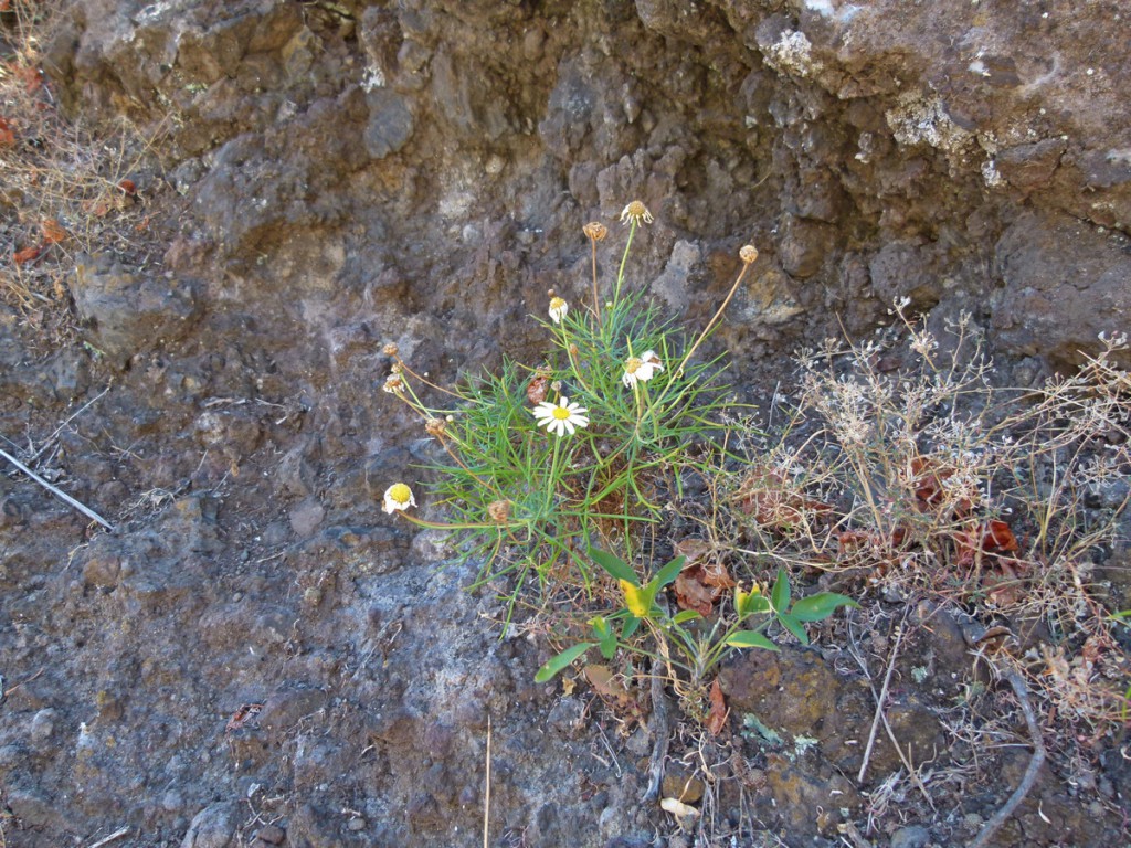 Argyranthemum spec.