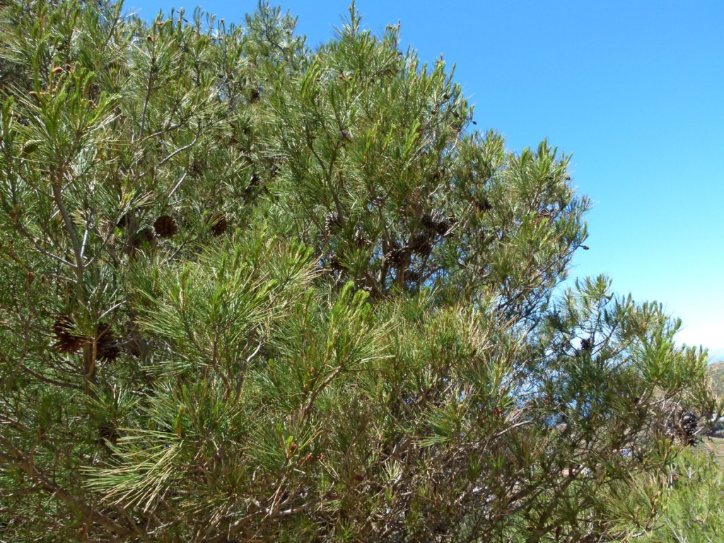 Pinus canariensi