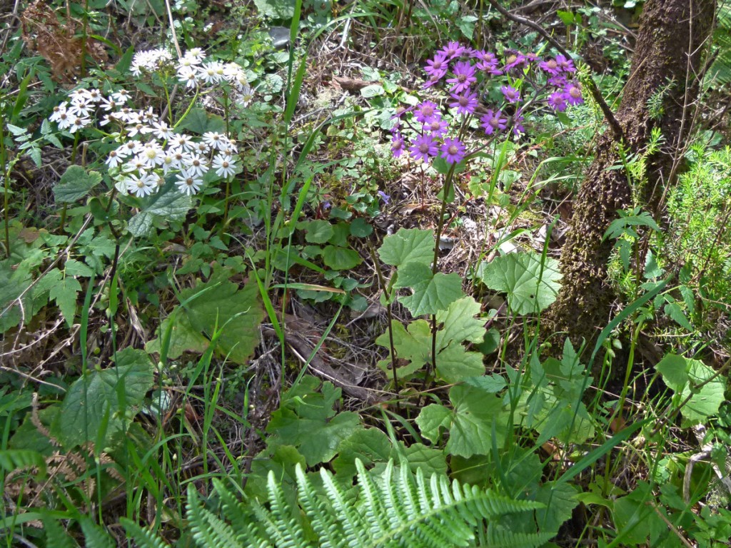 2014-05-04_0040Pericallis steetzii-weiß-violett