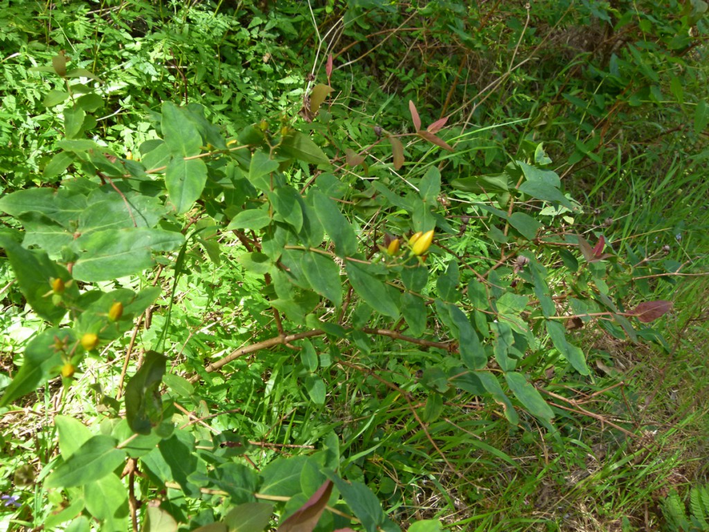 2014-05-04_0044Hypericum grandifolium
