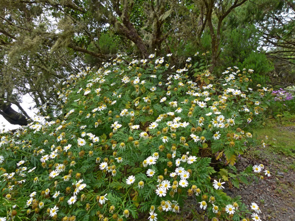 Argyranthemum frutescens - wirklich?