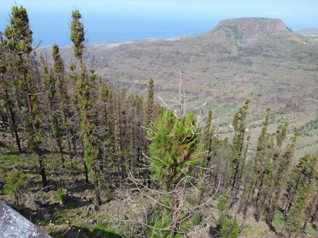 Durch Waldbrände 2012 stark geschädigter Bestand - er regeneriert sich.