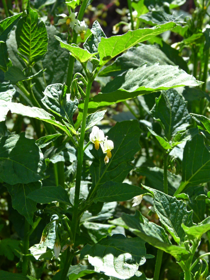 2014-05-05_0028(Solanum luteum_ (nigrum)
