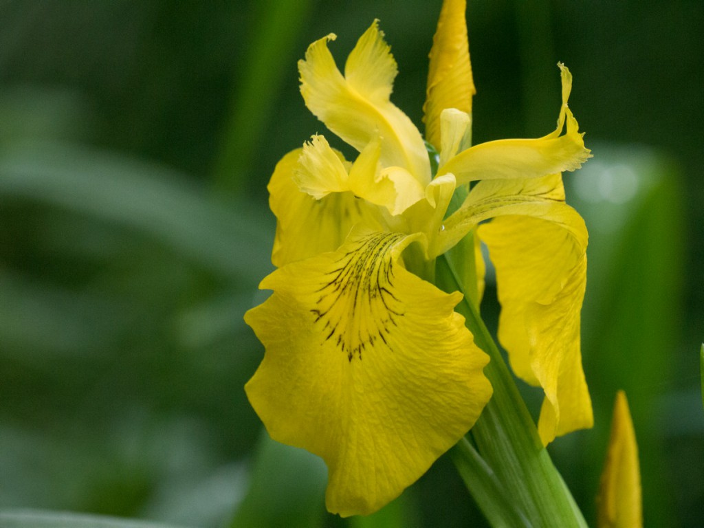 20150610-1260Sumpf-Schwertlilie-Iris pseudacorus Bl