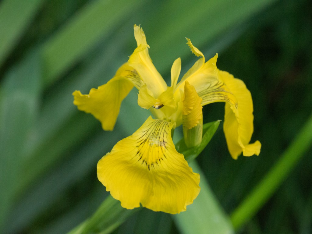 20150610-1261Sumpf-Schwertlilie-Iris pseudacorus Bl