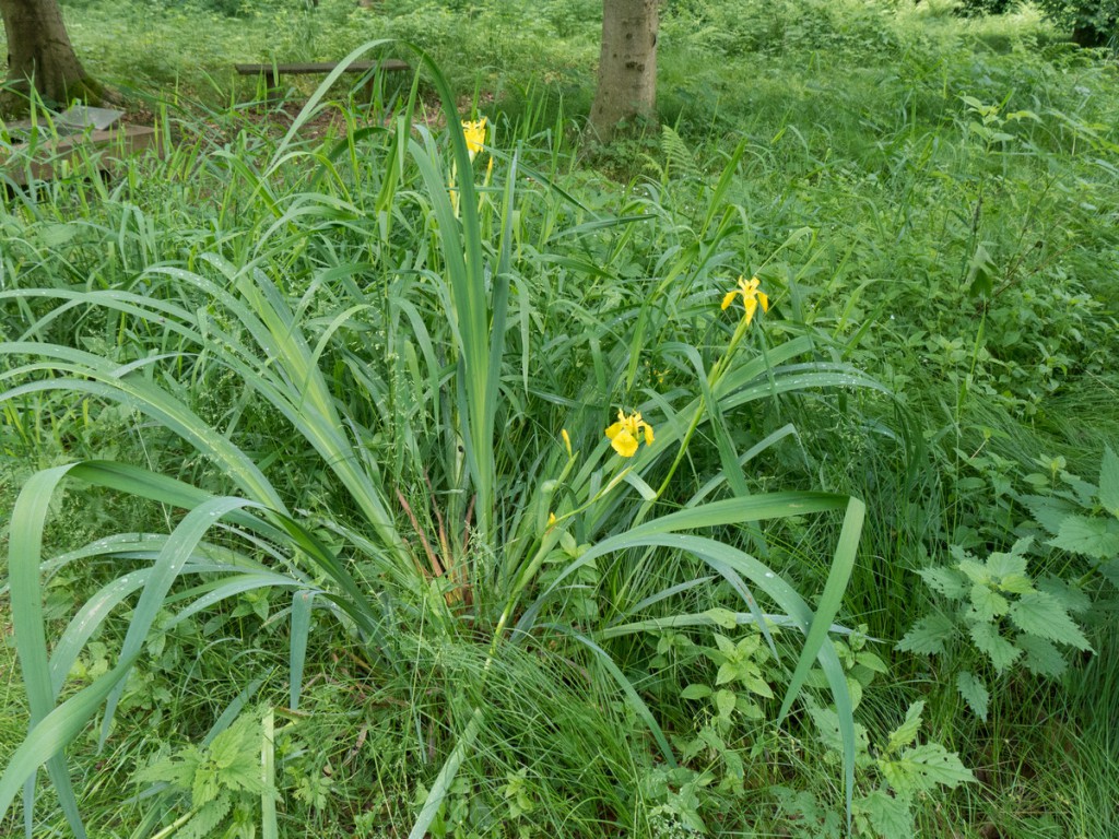 20150610-1263Sumpf-Schwertlilie-Iris pseudacorus Bl