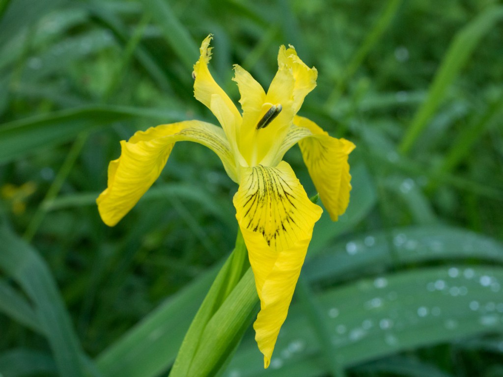 20150610-1264Sumpf-Schwertlilie-Iris pseudacorus Bl
