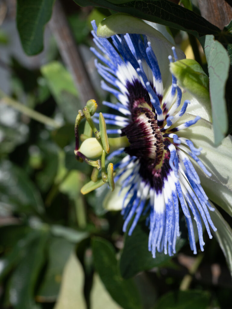 Passiflora caerulea, Blaue Passionsblume, Passifloraceae, Blüte