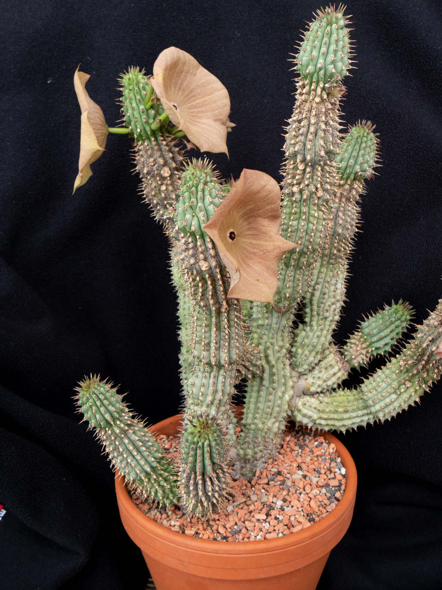 Hoodia gordonii PeterPauls Blog