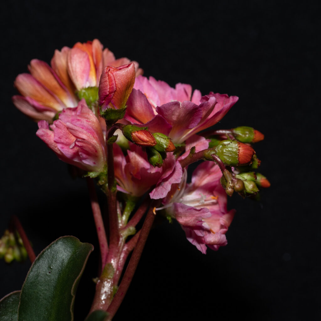 Lewisia cotyledon, Gewöhnliche Bitterwurz, Montiaceae