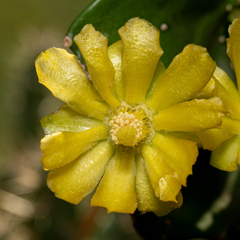 Brasiliopuntia brasiliensis, Cactaceae, Kaktus