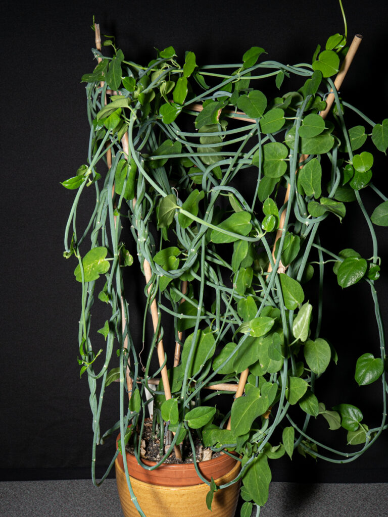 Ceropegia haygarthii haworthii