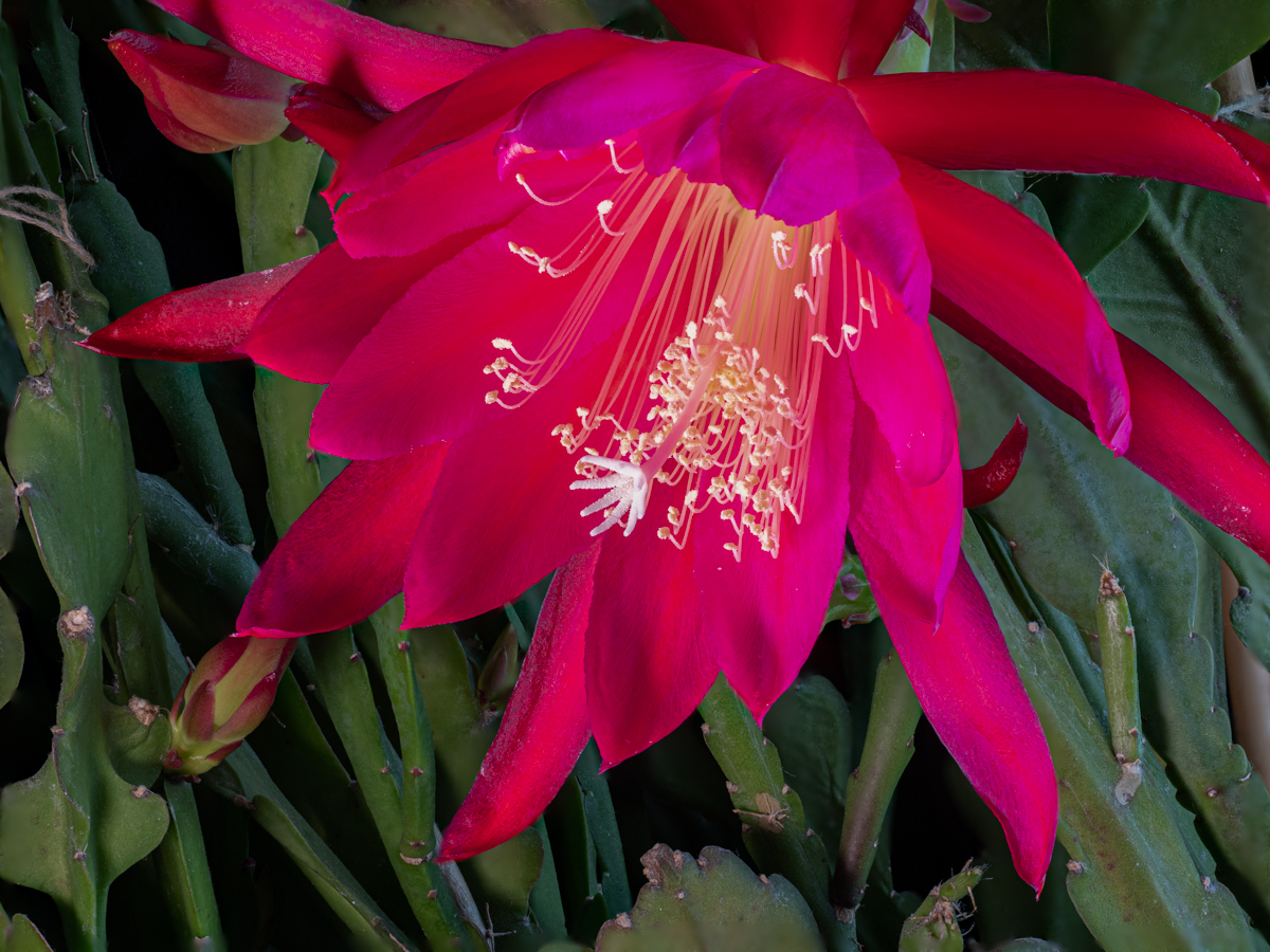 Epicactus Hybriden PeterPauls Blog