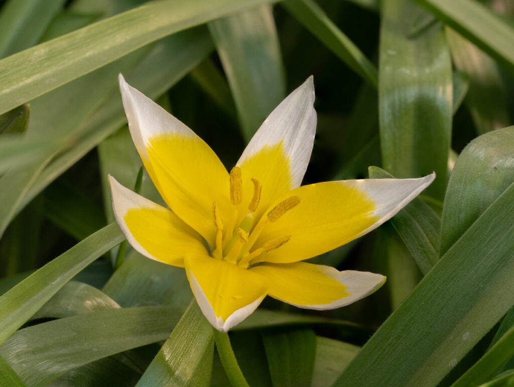 Tulipa tarda, Sterntulpe, Liliaceae