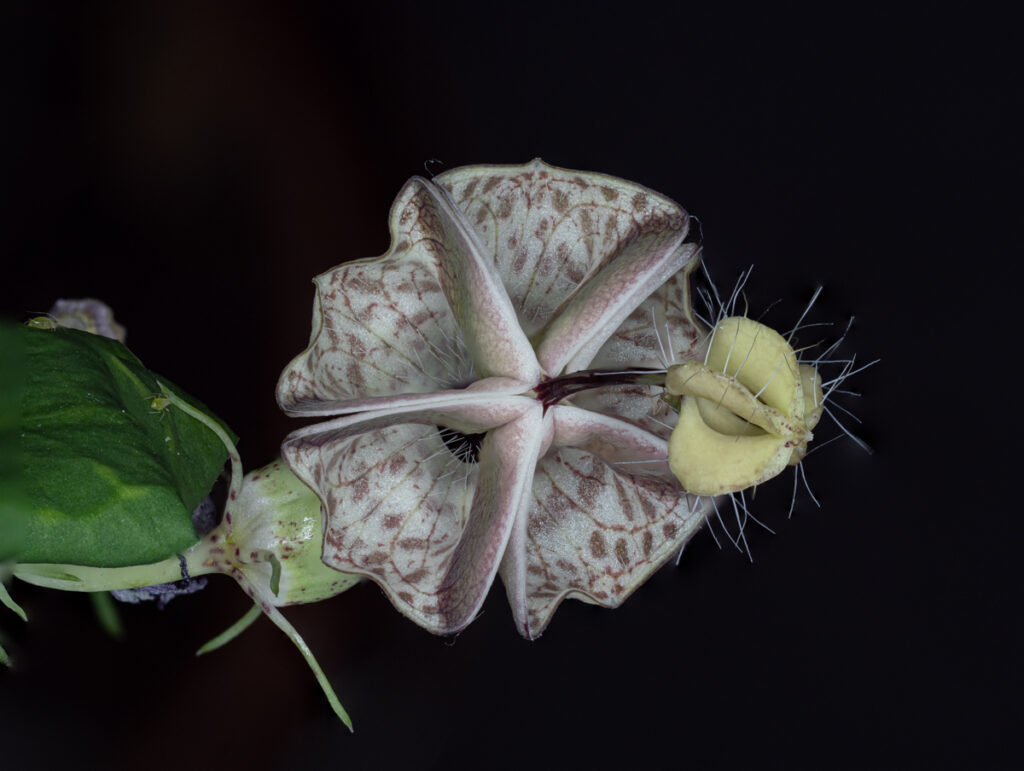 Ceropegia haygarthii, Leuchterblume, Asclepiadoideae, Apocynaceae