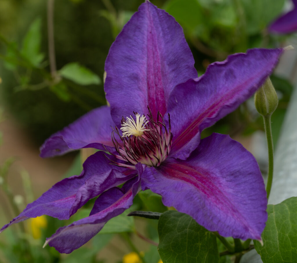 Clematis Hybride, "Mrs. Nelly Thompson", Waldrebe, Ranunculaceae