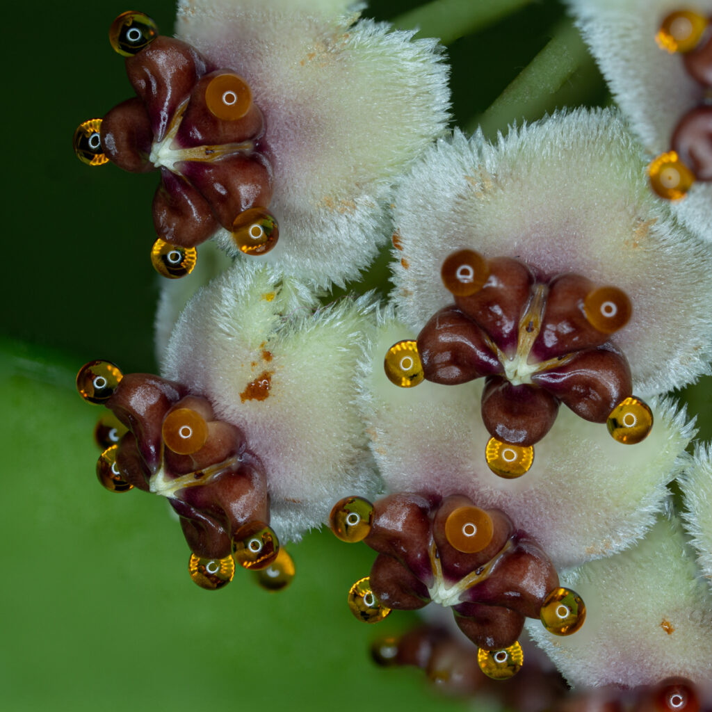 Hoya kerrii, Wachsblume, Porzellanblume, Apocynaceae, Asclepiadoideae