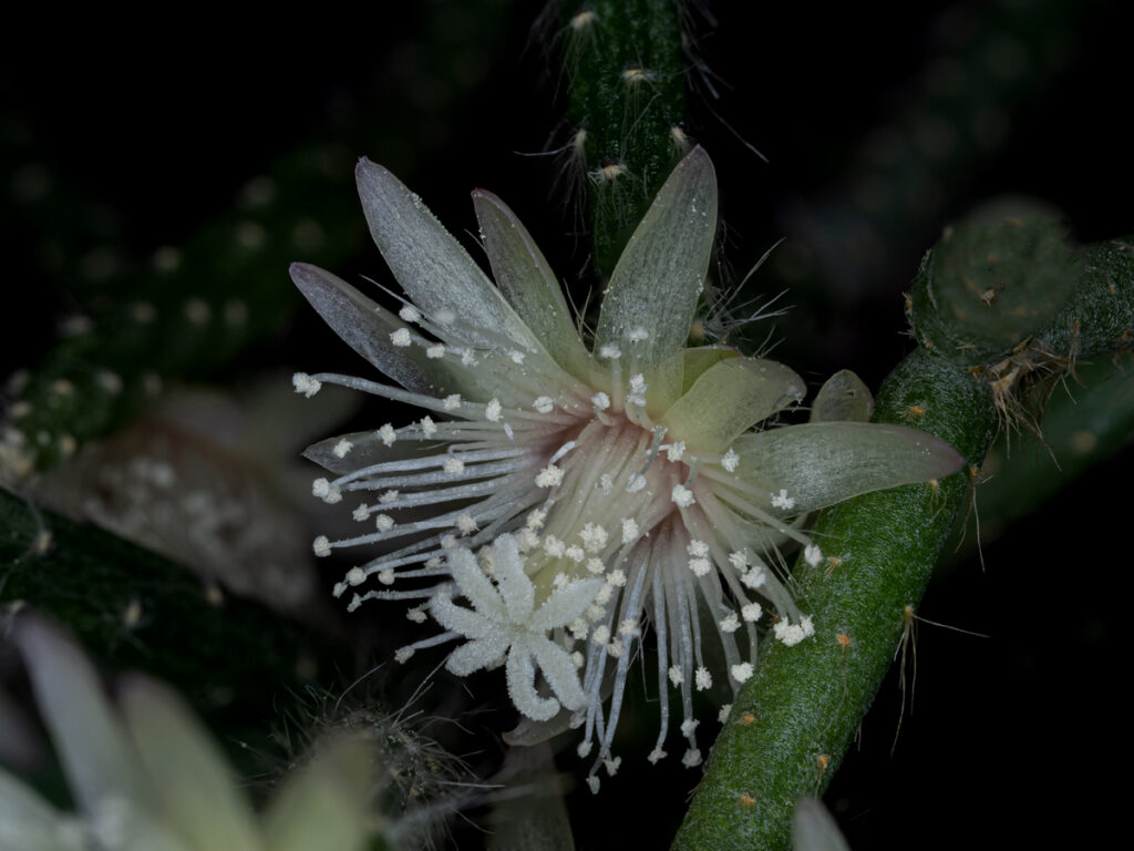 Rhipsalis pilocarpa, Cactaceae