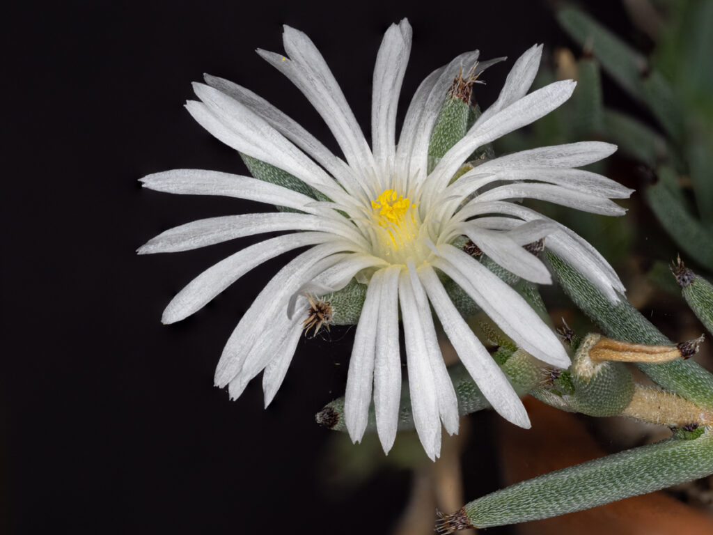 Trichodiadema barbatum, Aizoaceae, Mittagsblumengewächse