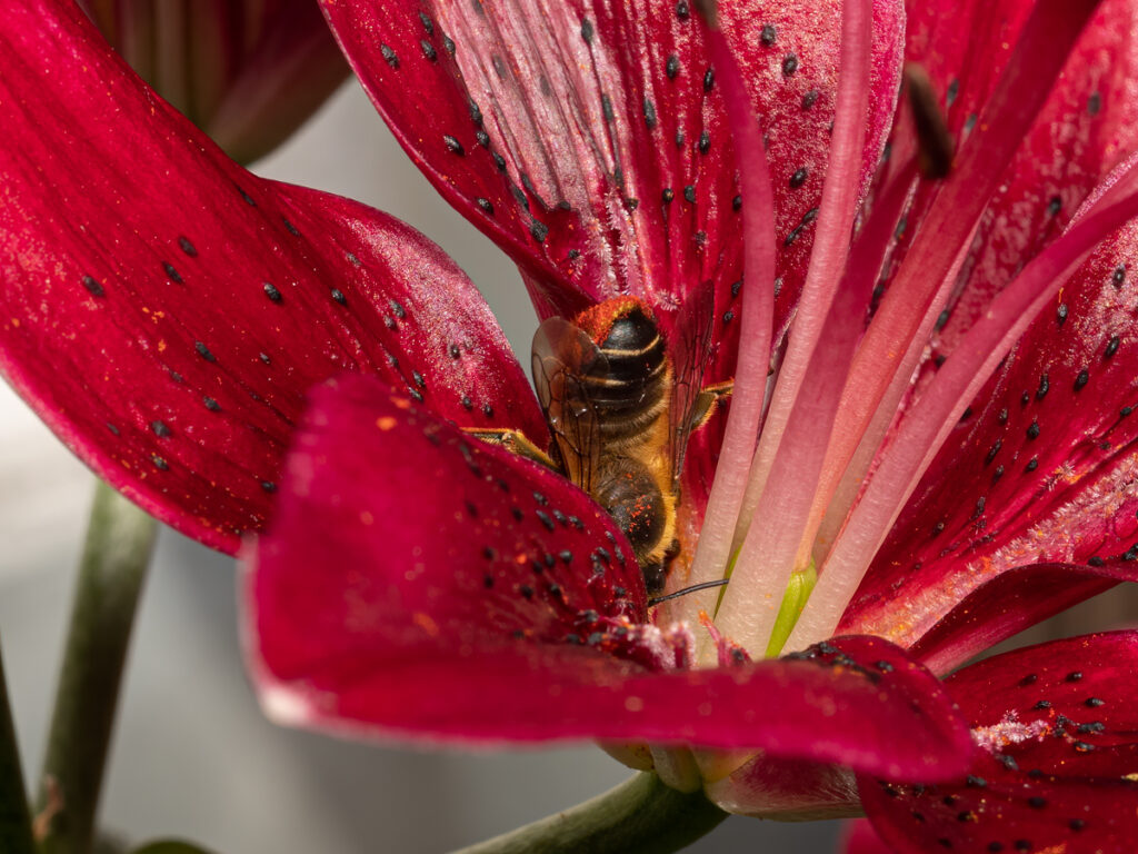 Megachile willughbiella, Garten-Blattschneiderbiene, Wildbienen, Balkon
