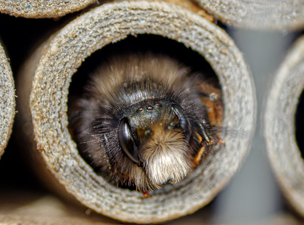 Osmia cornutas, Gehörnte Mauerbiene, Bienenhäuschen, Wildbienen, Männchen