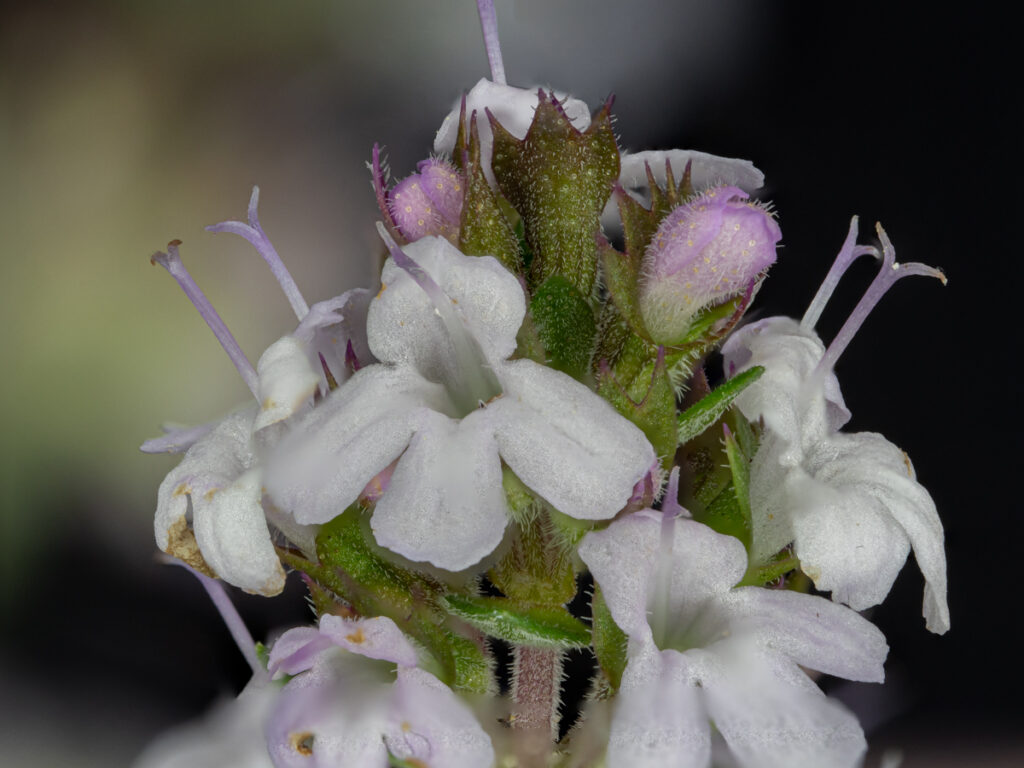Thymus species, Italienischer Oreganothymian