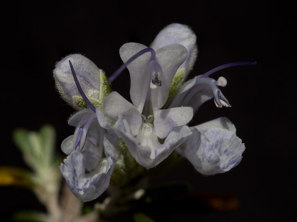 Salvia rosmarinus, Syn. Rosmarinus officinalis, Rosmarin