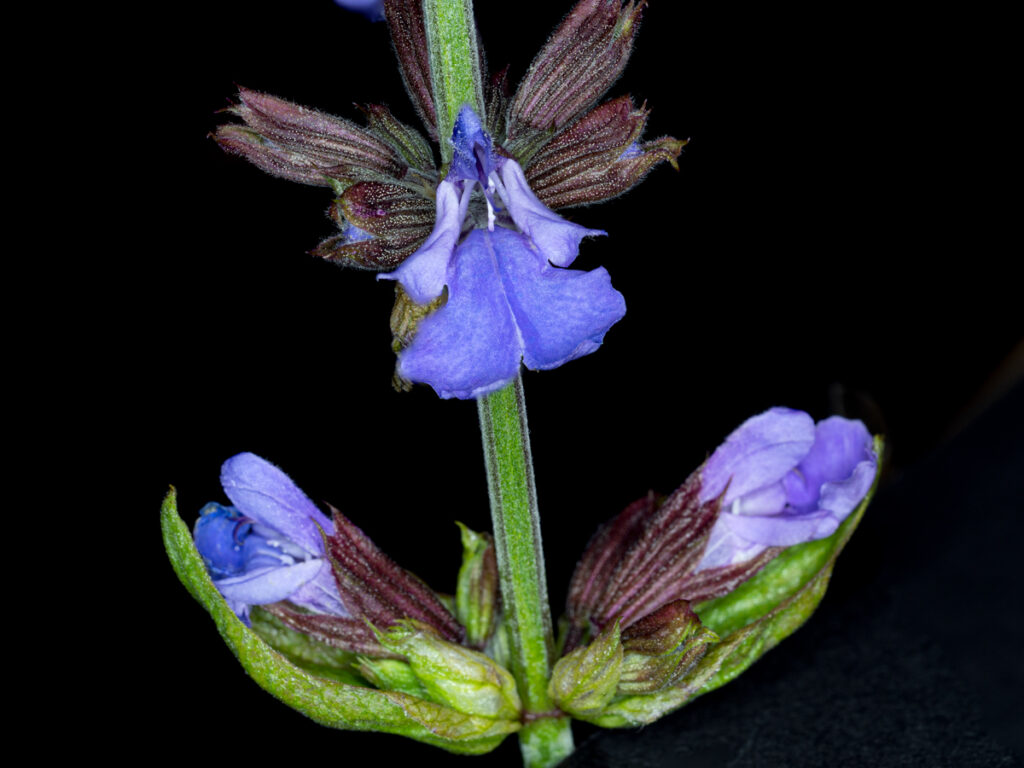 Salvia officinalis, Echter Salbei, Garten-Salbei, Küchensalbei